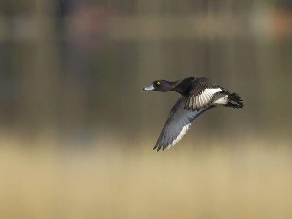 Tukkasotka, Tufted Duck, Aythya fuligula
